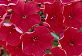 Phlox paniculata 'Starfire'