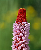 Primula vialii