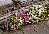 Primula VULGARIS SSP. sibthorpii