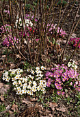 Primula vulgaris