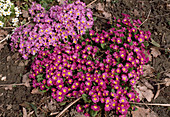 Primula vulgaris