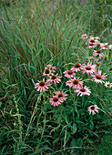 Echinacea purpurea