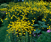 Rudbeckia subtomentosa, Rudbeckia