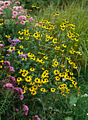 Rudbeckia triloba