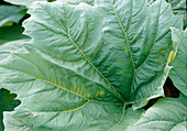 Rheum palmatum