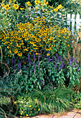 Rudbeckia triloba, Salvia farinacea, Heliopsis, Pennisetum