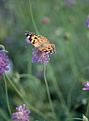 Scabiosa caucasica mit Schmetterling