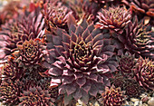 Sempervivum 'Royal Ruby'