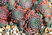 Sempervivum 'Engels'