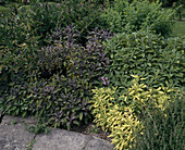 Salvia officinalis 'Icterina'