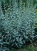 Artemisia LUDOVICIANA VAR. Albula,