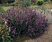 Salvia haematodes