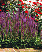 Salvia nemorosa