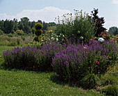 Salvia nemorosa