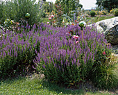 Salvia nemorosa