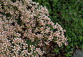 Saxifraga 'Southside Seedling'