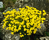 Saxifraga x apiculata