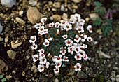 Saxifraga irvingii