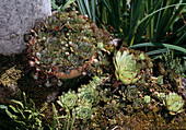 Sempervivum tectorum