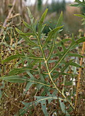 Silphium laciniatum (compass plant)