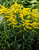 Solidago hybrid