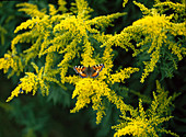 Solidago