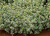 Thymus citriodorus 'Silver Queen' (Zitronenthymian)