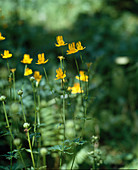 Trollius chinensis