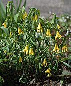 Uvularia grandiflora