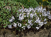 Veronica prostata