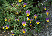 Viola Tricolor