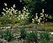 Yucca Flaccida