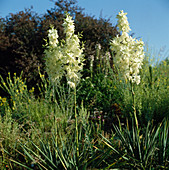 Yucca Fil. 'Elegantissima', ground cover