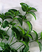 Mentha piperita var. citrata