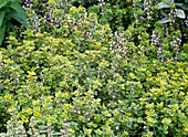 Thymus citriodorus 'Doone Valley' (yellow lemon thyme)