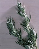 Artemisia ludoviciana ' Silver Queen ' (Beifuß)