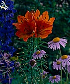 Lilium (orange lily), delphinium (larkspur)