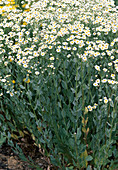 Tanacetum balsamita (prayer-book herb)