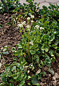 Cochlearia officinalis