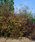 Coriandrum sativum
