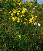 Hypericum perforatum