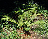 Polystichum setiferum