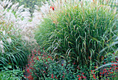 Miscanthus sinensis