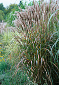 Miscanthus sinensis 'Red Feather'