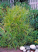 Carex muskingumensis (Palm frond grass)