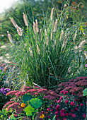 Pennisetum compressum / Federborstengras, Sedum / Fetthenne