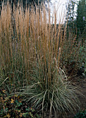 Calamagrostis acutiflora