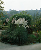 Cortaderia selloana 'Sunningdale Silver'