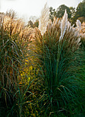 Cortaderia selloana