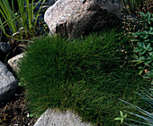 Festuca scoparia